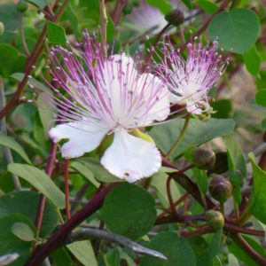 Eolie in primavera…