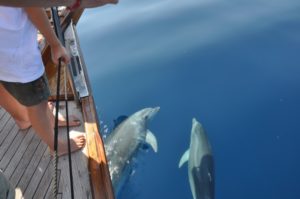 I cetacei, delfini, capodogli e tartarughe caretta caretta alle Isole Eolie