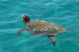 Il mare delle Eolie, in barca tra Tartarughe e Delfini